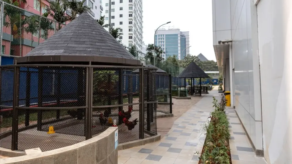 Area satwa kecil berpagar kawat beratap sirap di kompleks sekolah, berisi ayam, dengan jalan setapak berpaving dan gazebo di sebelahnya